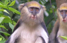 21-Day Birding & Nature Tour