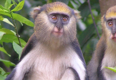 21-Day Birding & Nature Tour