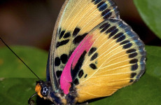 Ghana Wildlife, Birds & Landscapes