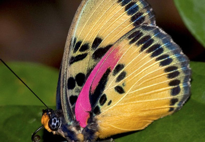 Ghana Wildlife, Birds & Landscapes