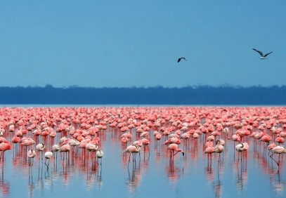 4-Day Masai Mara & Lake Nakuru Safari
