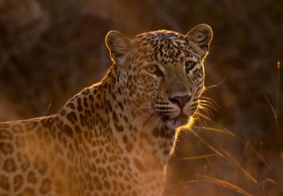 5-Day Tanzania Serengeti Great Migration Safari