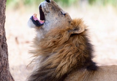 Amazing 4-Day Northern Safari Circuit