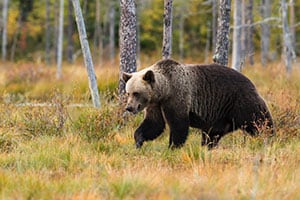 Bear Safari
