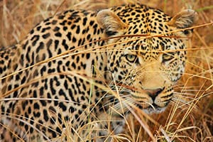 Big Five Safari
