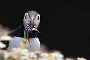 Birding Safari