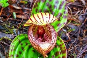 Botanical Safari