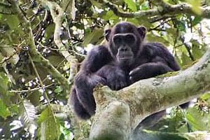 Chimpanzee Safari