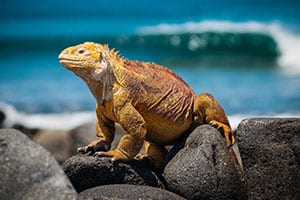Coastal Safari
