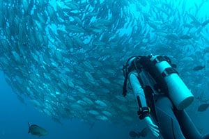 Dive Safari
