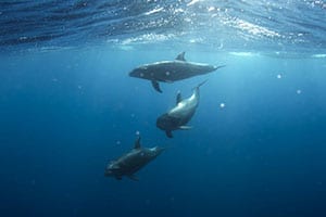 Dolphin Safari