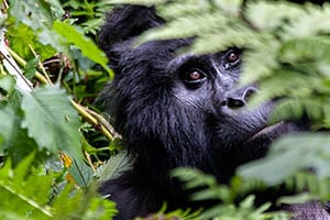 Gorilla Safari