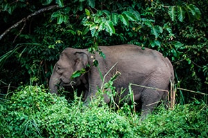 Jungle Safari