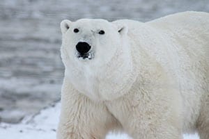 Polar Bear Safari