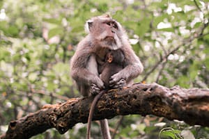 Primate Safari