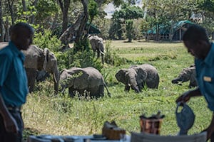 Tailormade Safari