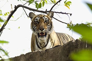 Tiger Safari
