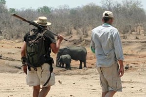 Walking Safari