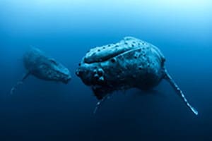 Whale Safari