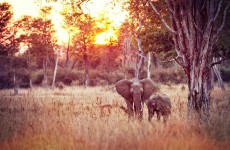 10-Day Zambia, Zimbabwe & Botswana Safari