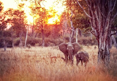 10-Day Zambia, Zimbabwe & Botswana Safari