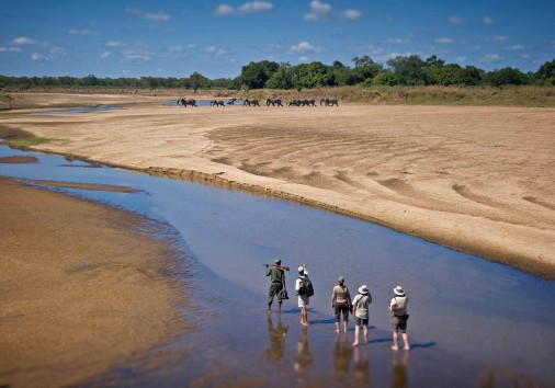 South Luangwa National Park Zambia