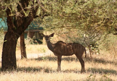 3-Day Mikumi National Park Lodge Safari
