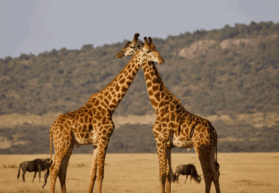 Taste of Tanzania Mid-Range Safari