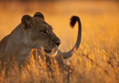 9-Day Tanzania Highlight Safari