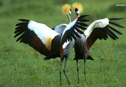 Gorilla & Big Five Honeymoon Experience