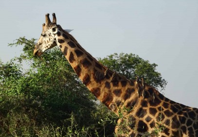 15-Day Discover Uganda Safari