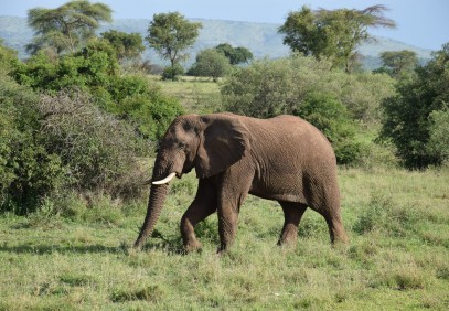 Thrilling Serengeti Wildlife Safari