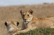3-Day Masai Mara Big-Game Safari