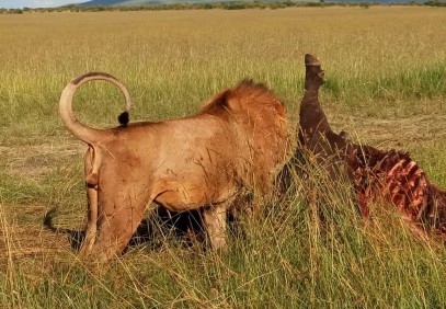 3-Day Amazing Masai Mara Lodge Safari