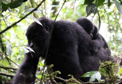 11-Day Uganda Primate Safari