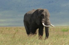 4-Day Classic Tanzania Safari