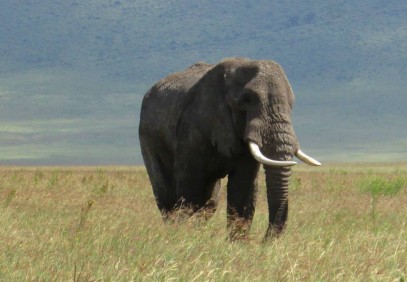 4-Day Classic Tanzania Safari