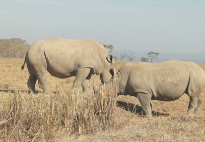 Masai Mara Budget Group Safari