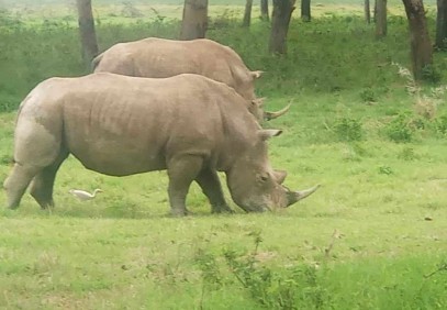 4-Day Maasai Mara Lake Nakuru Group Safari