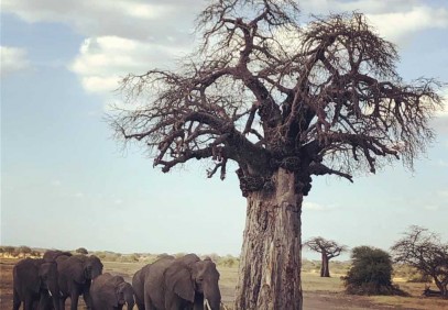 7-Day Tanzania Big Five Safari