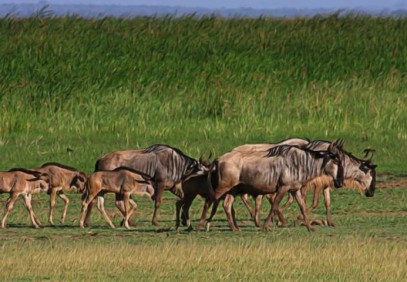 8-Day Wildebeest Calving & Migration