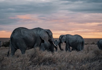 4-Day Striking Tanzania Wildlife Safari