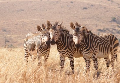 11 Days Kenya Tanzania Wildlife Great Migration