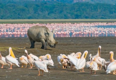 5 Days Amboseli, Lake Nakuru, Maasai Mara Safari