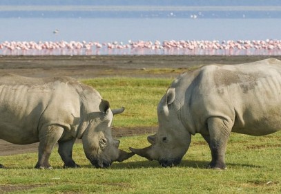 6-Day Tanzania Guided Camping Safari