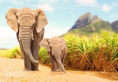 4 Days Tanzania Budget Group Safari