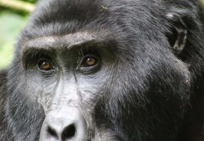 7 Days Rwanda Primates Tour