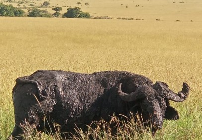 7-Day Maasai Mara, Lake Nakuru, Lake Naivasha, Amboseli