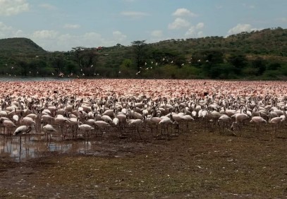 5-Day Masai Mara, Lake Naivasha, Lake Nakuru Safari