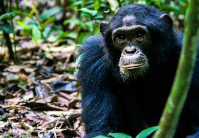 2-Day Chimpanzee Tracking Experience